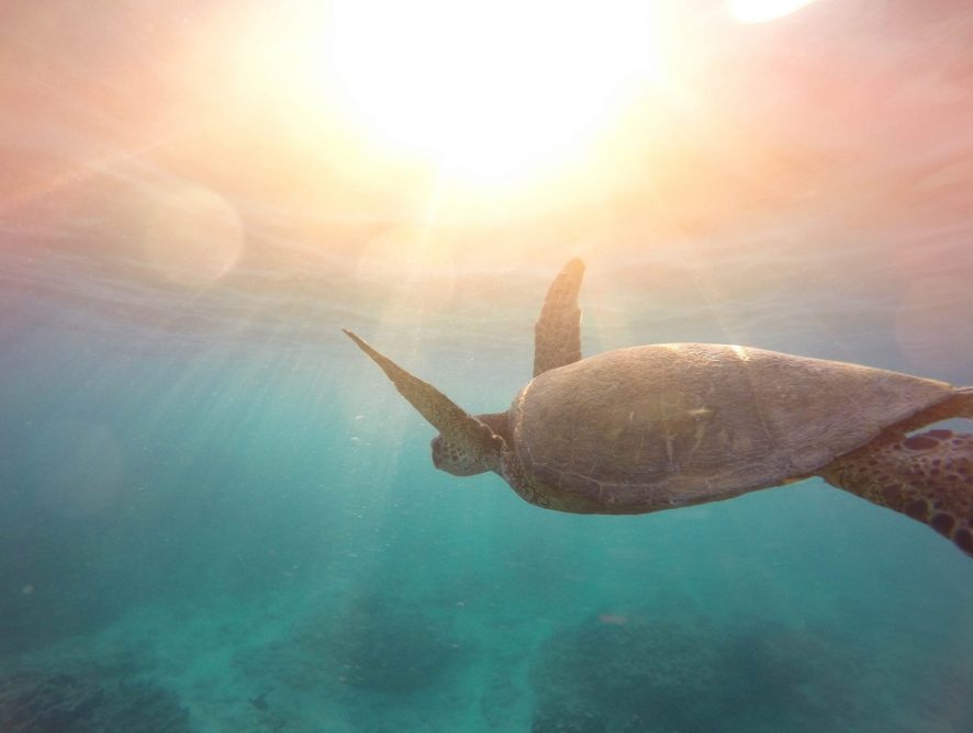 Taking turtle steps