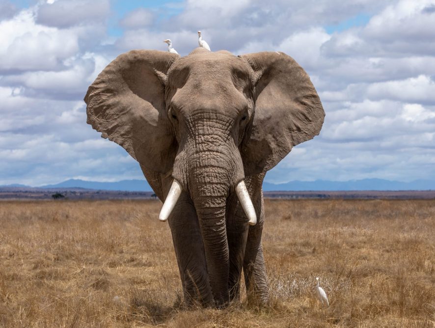 The elephant on my lungs
